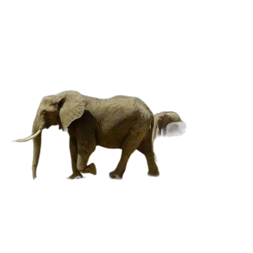 animal, creature, staff, hat transparent PNG cut-out