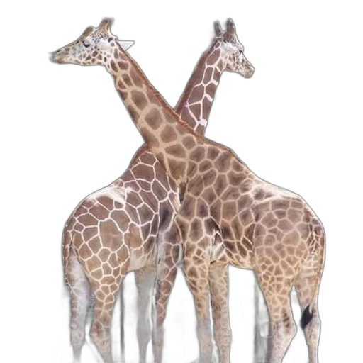 animal, concept art, 3d render, photorealistic transparent PNG cut-out