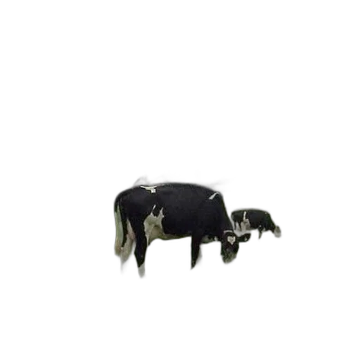 animal, creature, furniture, crown transparent PNG cut-out