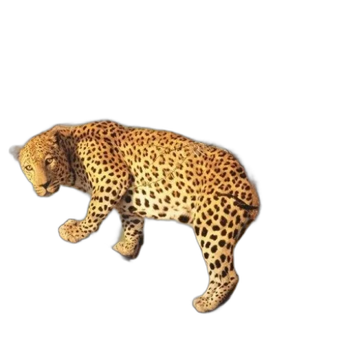animal, jewelry, staff, creature transparent PNG cut-out