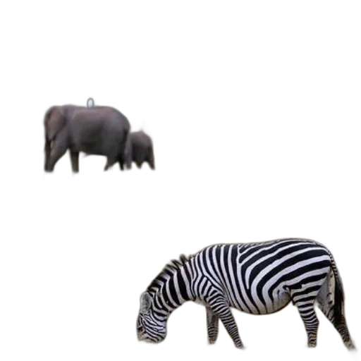 animal, creature, furniture, weapon transparent PNG cut-out