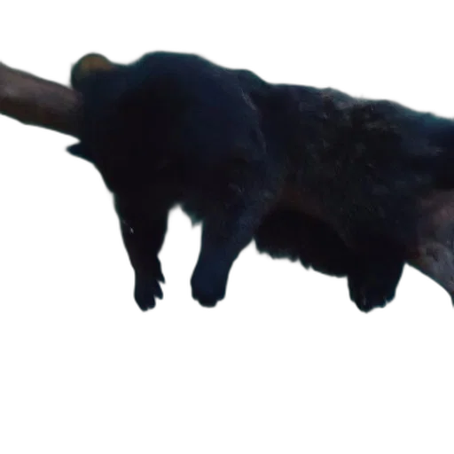 animal, staff, creature, weapon transparent PNG cut-out