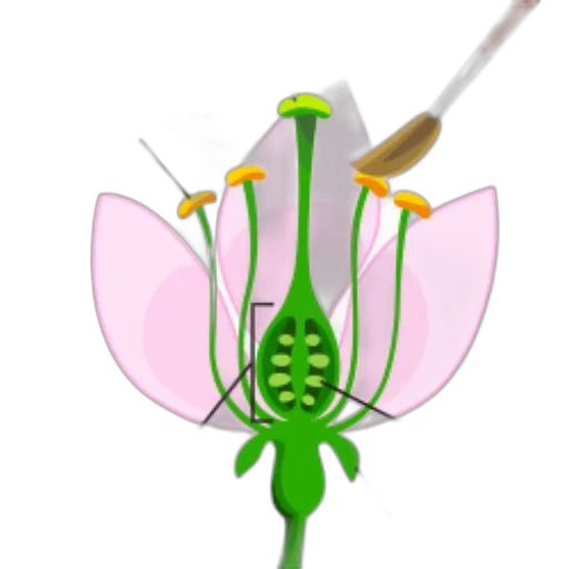flower, staff, umbrella, weapon transparent PNG cut-out