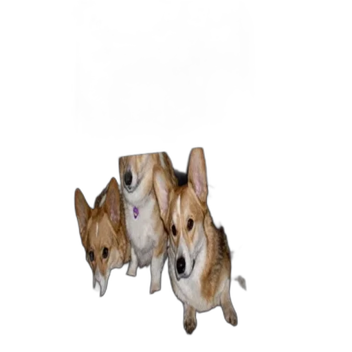 animal, creature, furniture, weapon transparent PNG cut-out