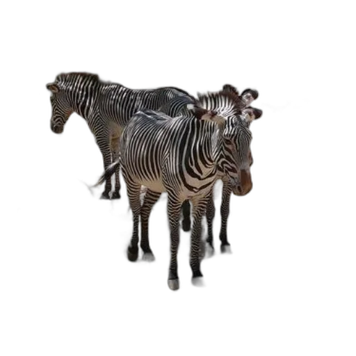 animal, furniture, creature, jewelry transparent PNG cut-out