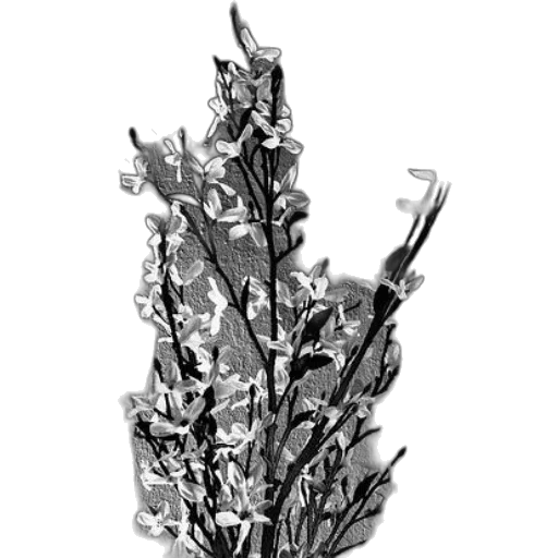 crown, flower, jewelry, staff transparent PNG cut-out