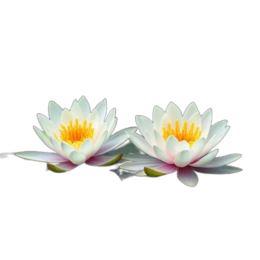 flower, jewelry, crown, 3d render transparent PNG cut-out
