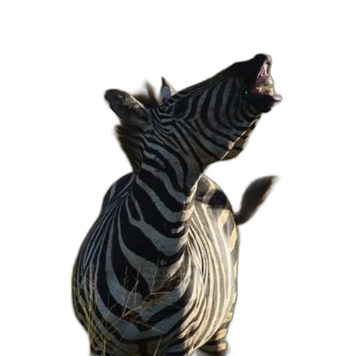 animal, creature, staff, dragon transparent PNG cut-out