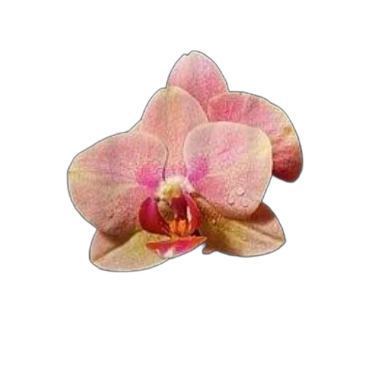 flower, jewelry, crown, staff transparent PNG cut-out
