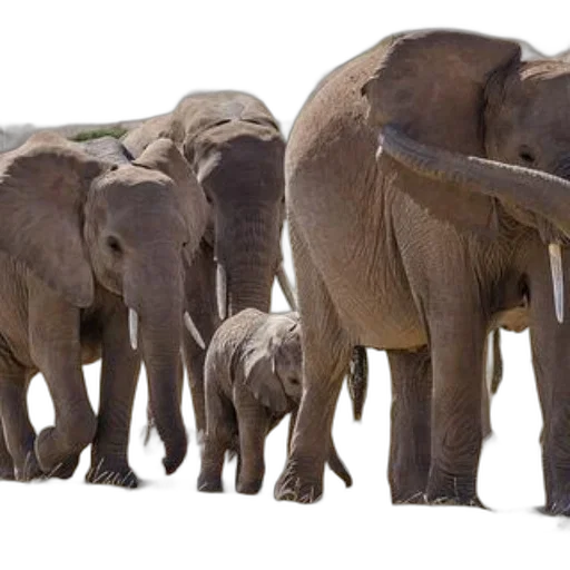 animal, family, elephants, including transparent PNG cut-out