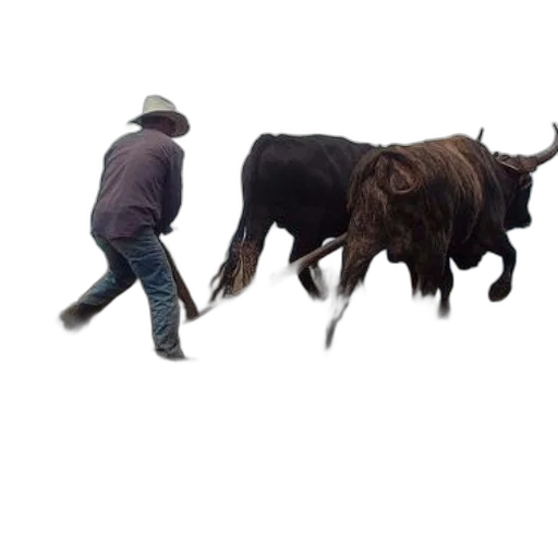 animal, creature, hat, hair transparent PNG cut-out