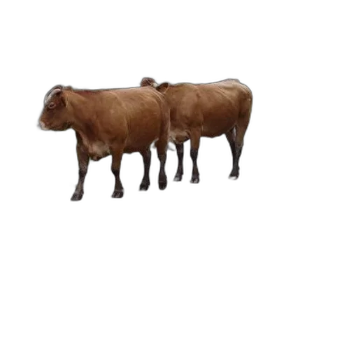 animal, creature, food, furniture transparent PNG cut-out