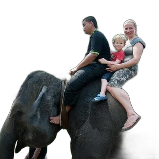 animal, family, rides, elephant transparent PNG cut-out