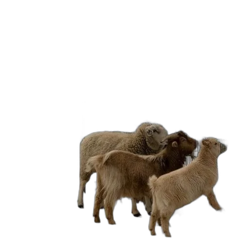 animal, food, creature, hair transparent PNG cut-out