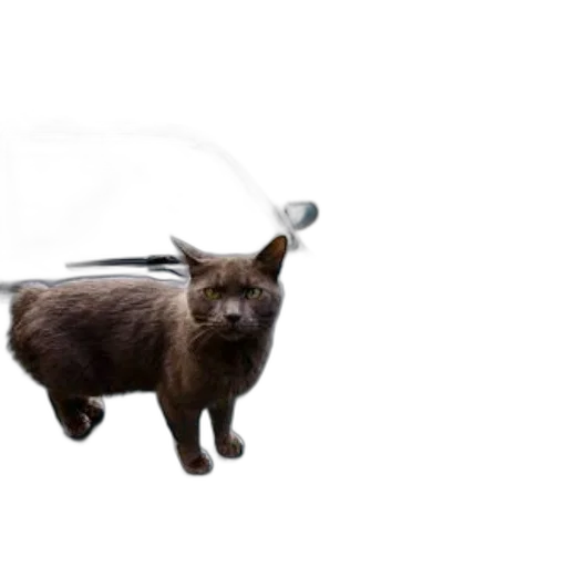staff, animal, weapon, sword transparent PNG cut-out