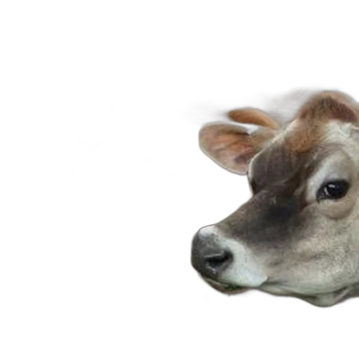 animal, creature, face, food transparent PNG cut-out