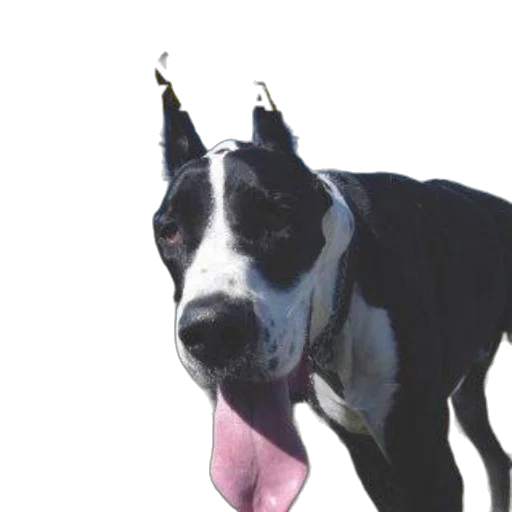 animal, staff, hat, crown transparent PNG cut-out