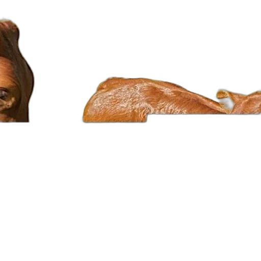 mask, hair, face, food transparent PNG cut-out