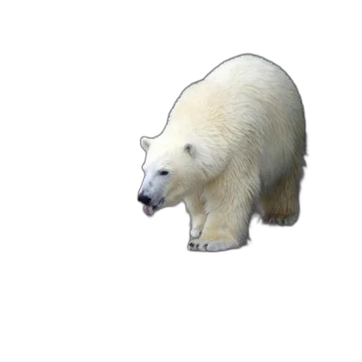 animal, creature, face, staff transparent PNG cut-out
