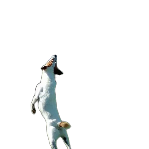 animal, creature, staff, hat transparent PNG cut-out