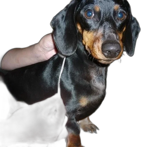 animal, creature, staff, crown transparent PNG cut-out