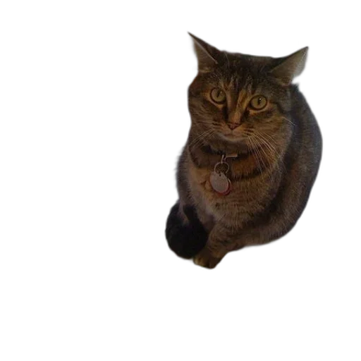 animal, creature, staff, face transparent PNG cut-out