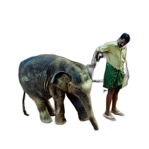 animal, staff, creature, umbrella transparent PNG cut-out