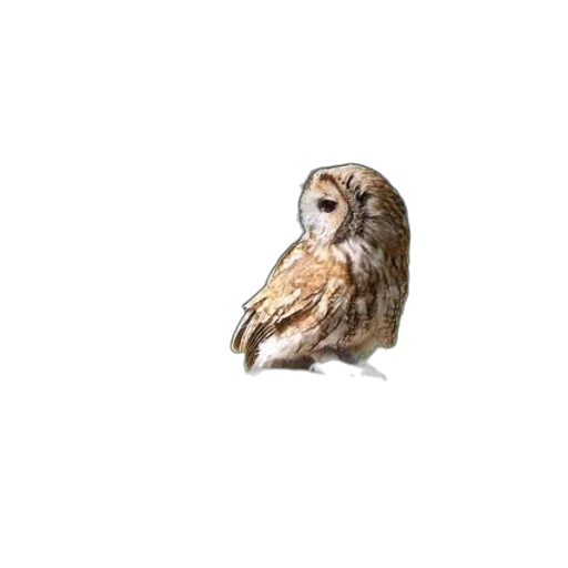 animal, staff, face, creature transparent PNG cut-out
