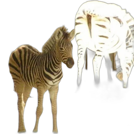animal, furniture, creature, jewelry transparent PNG cut-out