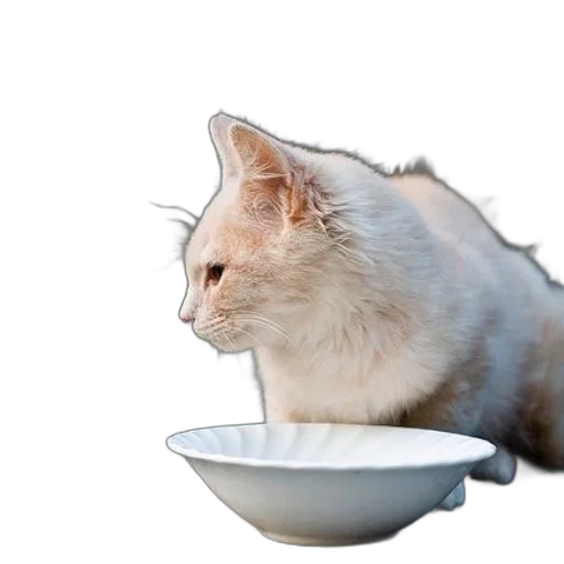 food, animal, creature, hat transparent PNG cut-out