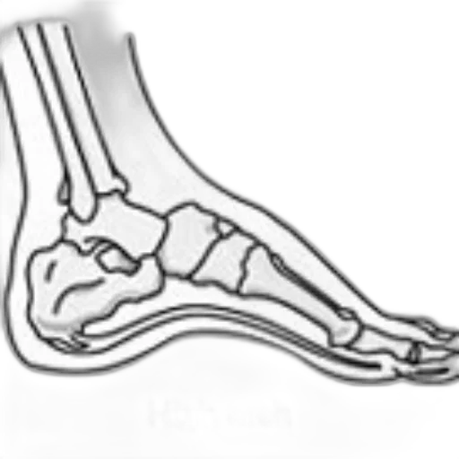 shoes, jewelry, animal, staff transparent PNG cut-out