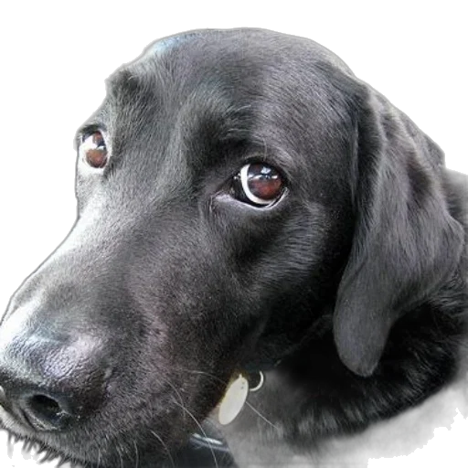 animal, face, staff, creature transparent PNG cut-out