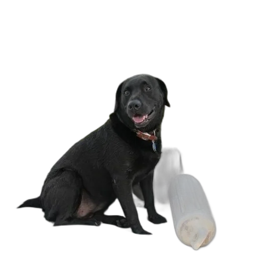animal, food, creature, furniture transparent PNG cut-out