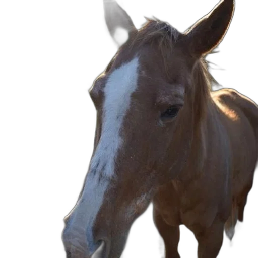 animal, creature, face, hat transparent PNG cut-out