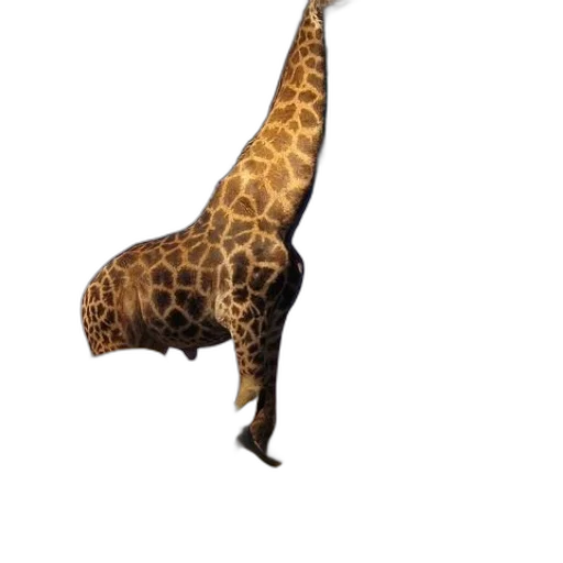 animal, umbrella, creature, staff transparent PNG cut-out