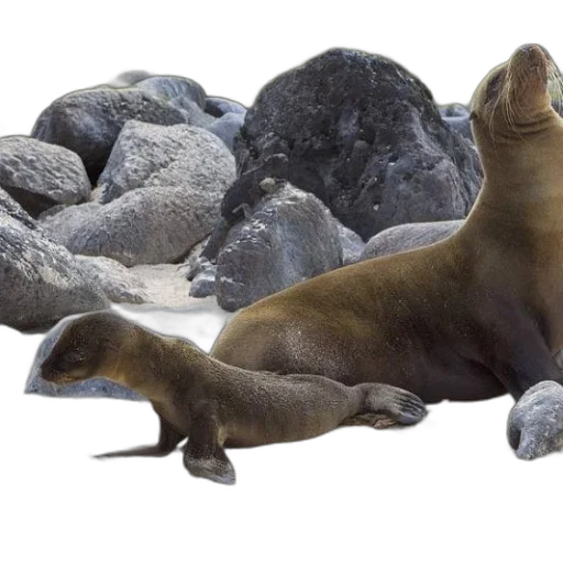 animal, creature, staff, seal transparent PNG cut-out