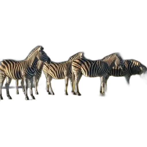 animal, jewelry, creature, furniture transparent PNG cut-out