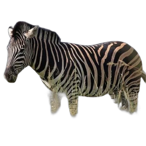 animal, creature, furniture, jewelry transparent PNG cut-out