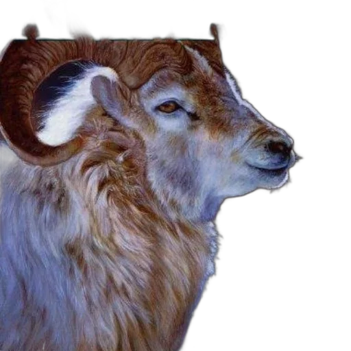 animal, crown, face, jewelry transparent PNG cut-out