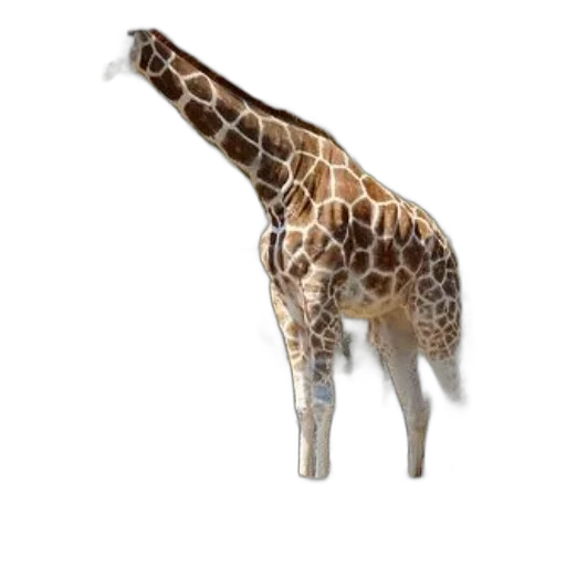 animal, creature, staff, jewelry transparent PNG cut-out