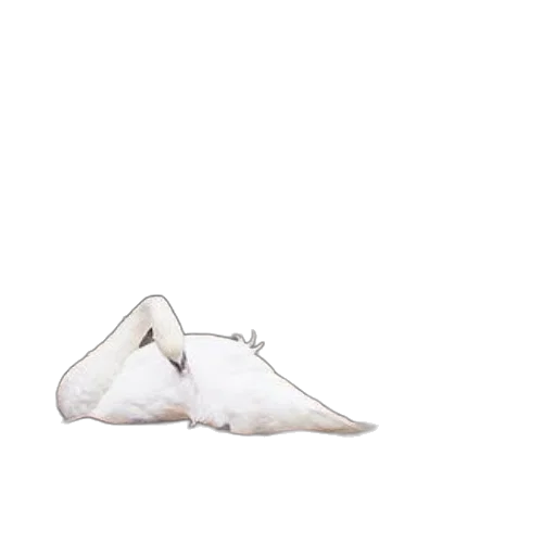shoes, hat, animal, mask transparent PNG cut-out