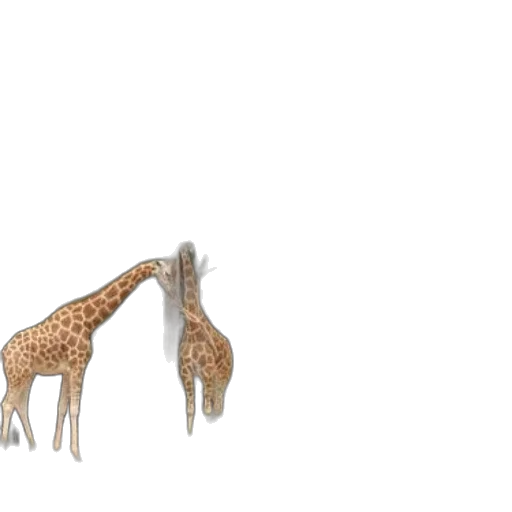 animal, creature, shoes, 3d render transparent PNG cut-out