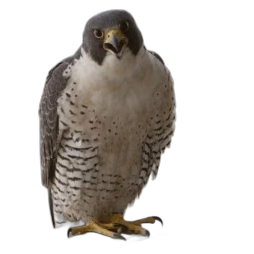 animal, staff, creature, jacket transparent PNG cut-out
