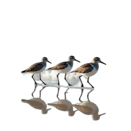 furniture, jewelry, animal, shoes transparent PNG cut-out