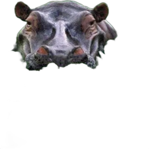 mask, animal, face, creature transparent PNG cut-out