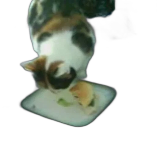 animal, creature, hat, face transparent PNG cut-out