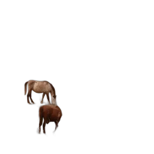 animal, furniture, creature, hair transparent PNG cut-out