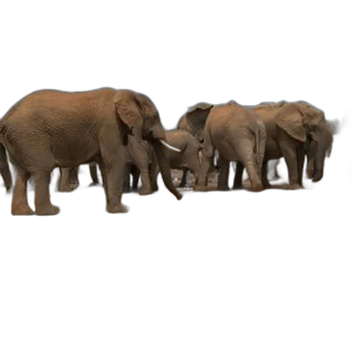 animal, concept art, 3d render, herd transparent PNG cut-out