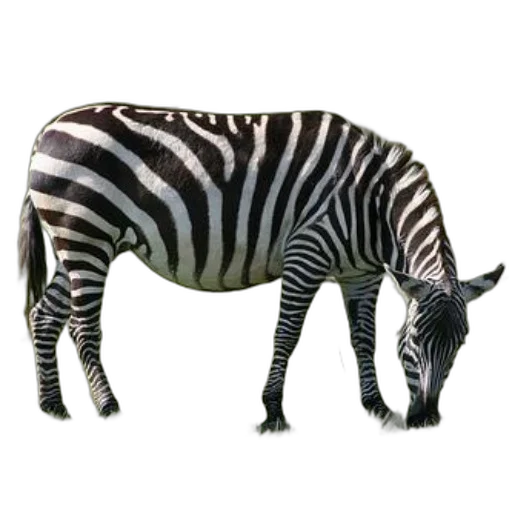 animal, creature, staff, jewelry transparent PNG cut-out