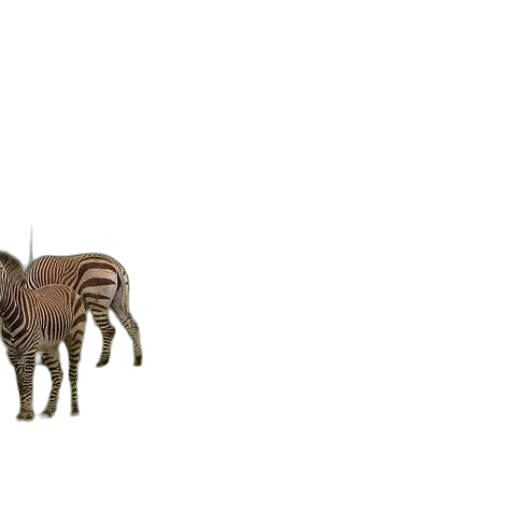 animal, furniture, creature, jewelry transparent PNG cut-out